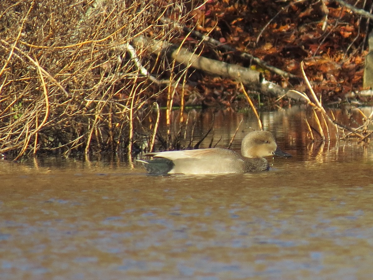 kopřivka obecná - ML645955057