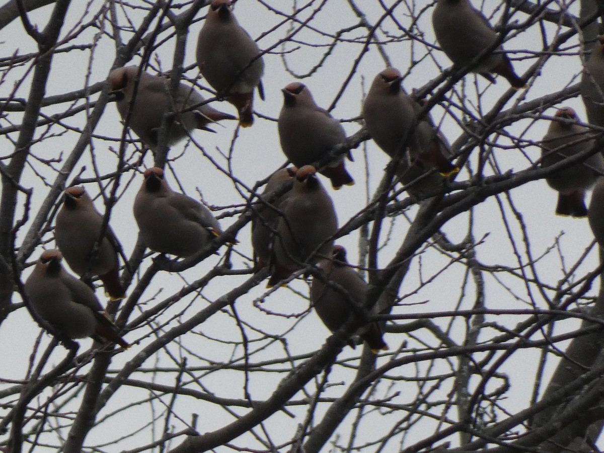Bohemian Waxwing - ML645955063