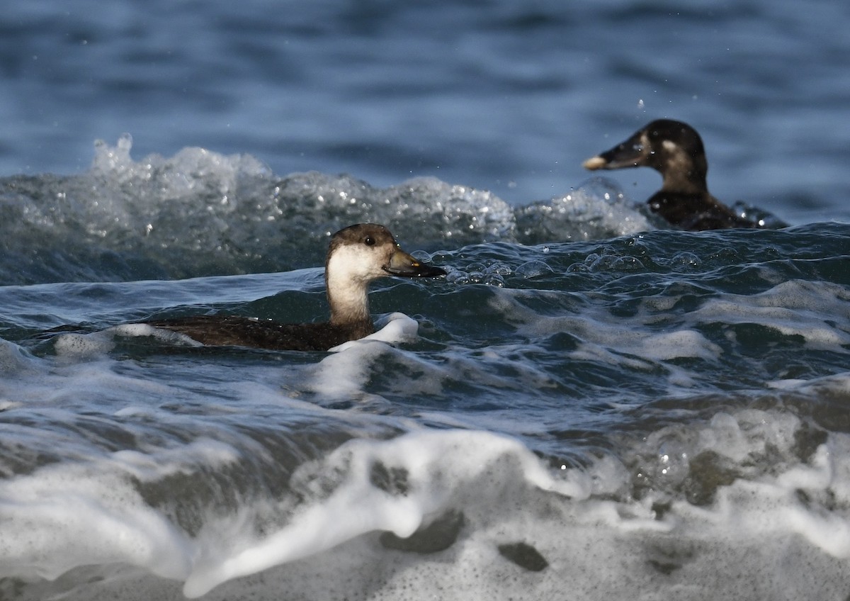 Black Scoter - ML645955078