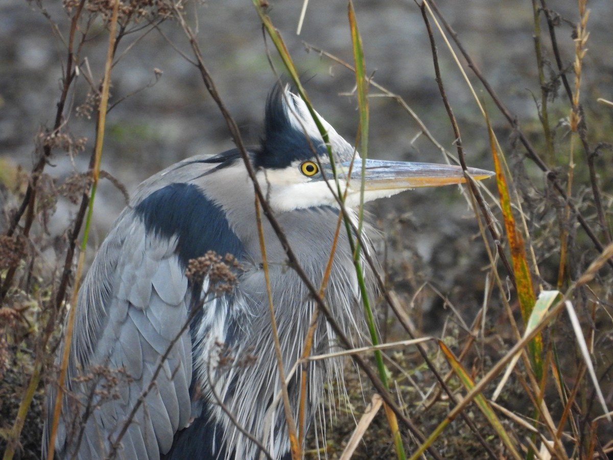 volavka velká - ML645955080