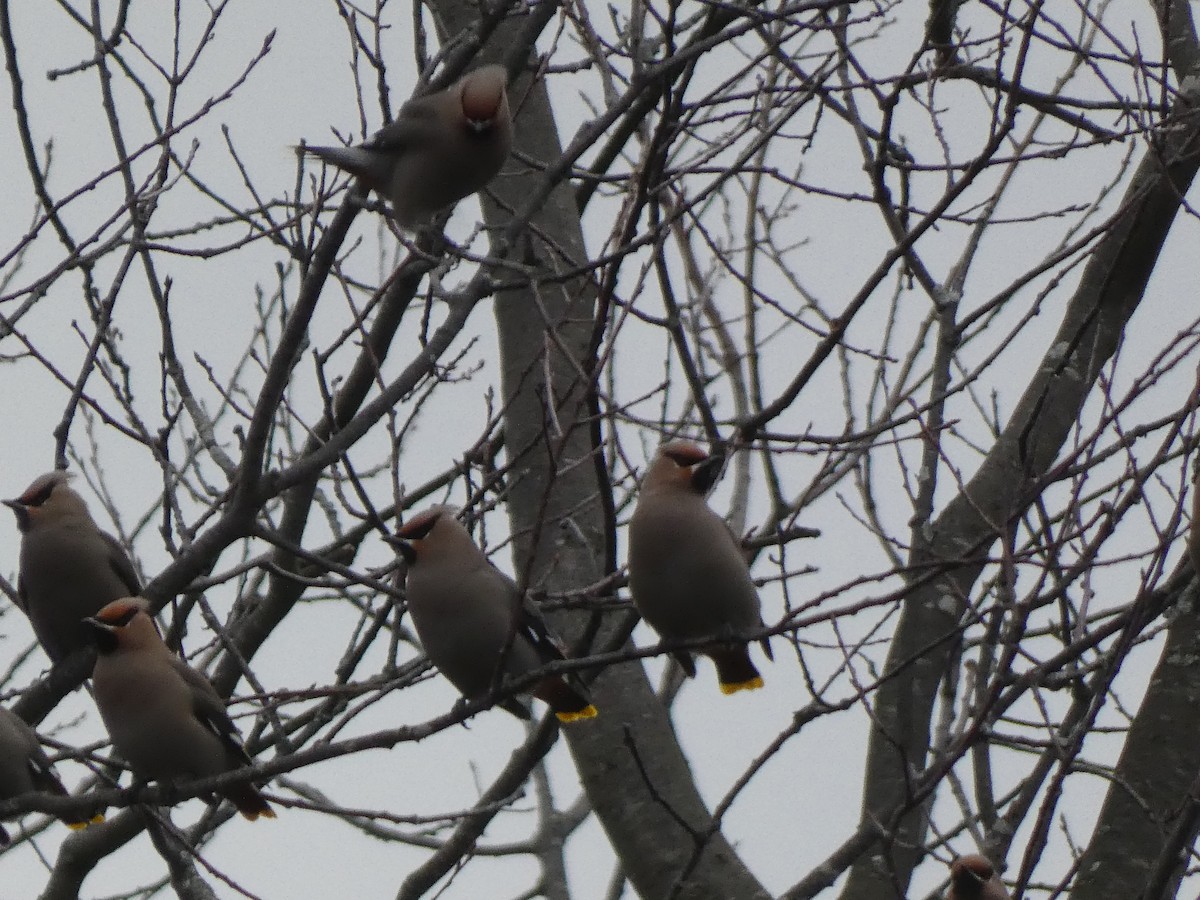 Bohemian Waxwing - ML645955088
