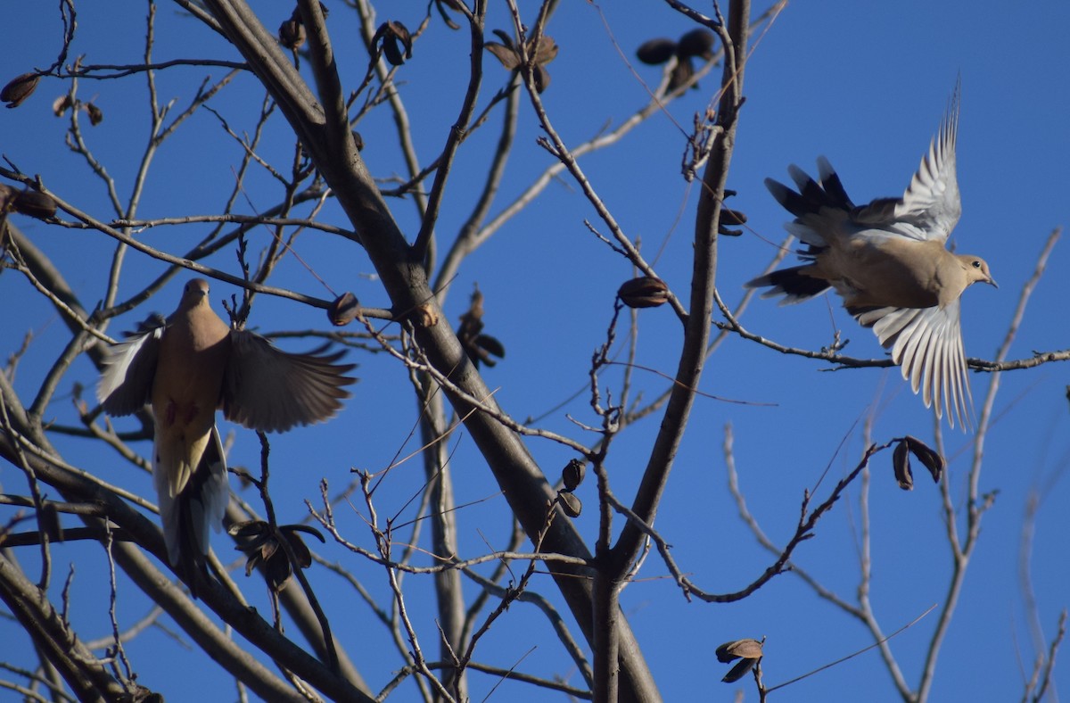 Mourning Dove - ML645955091