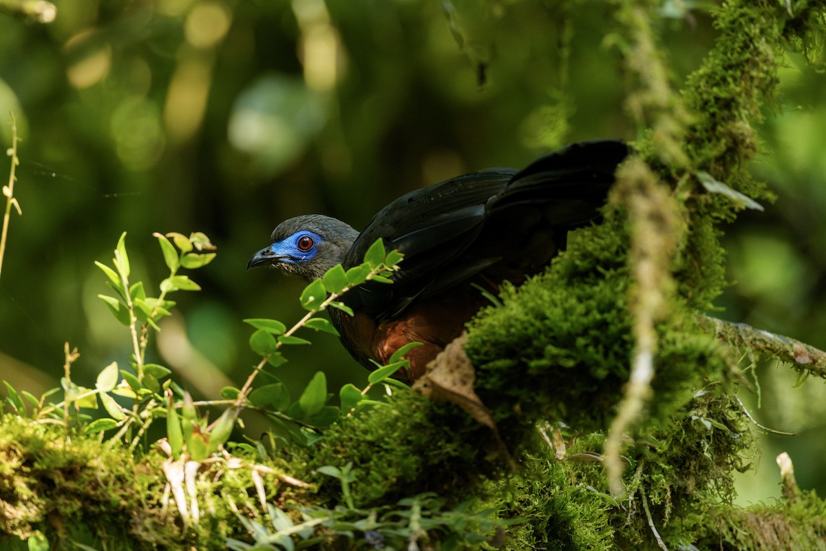 Sickle-winged Guan - ML645955092