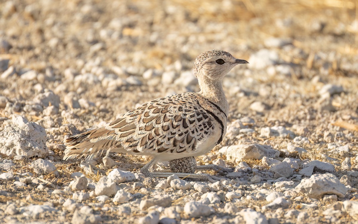 Double-banded Courser - ML645955093