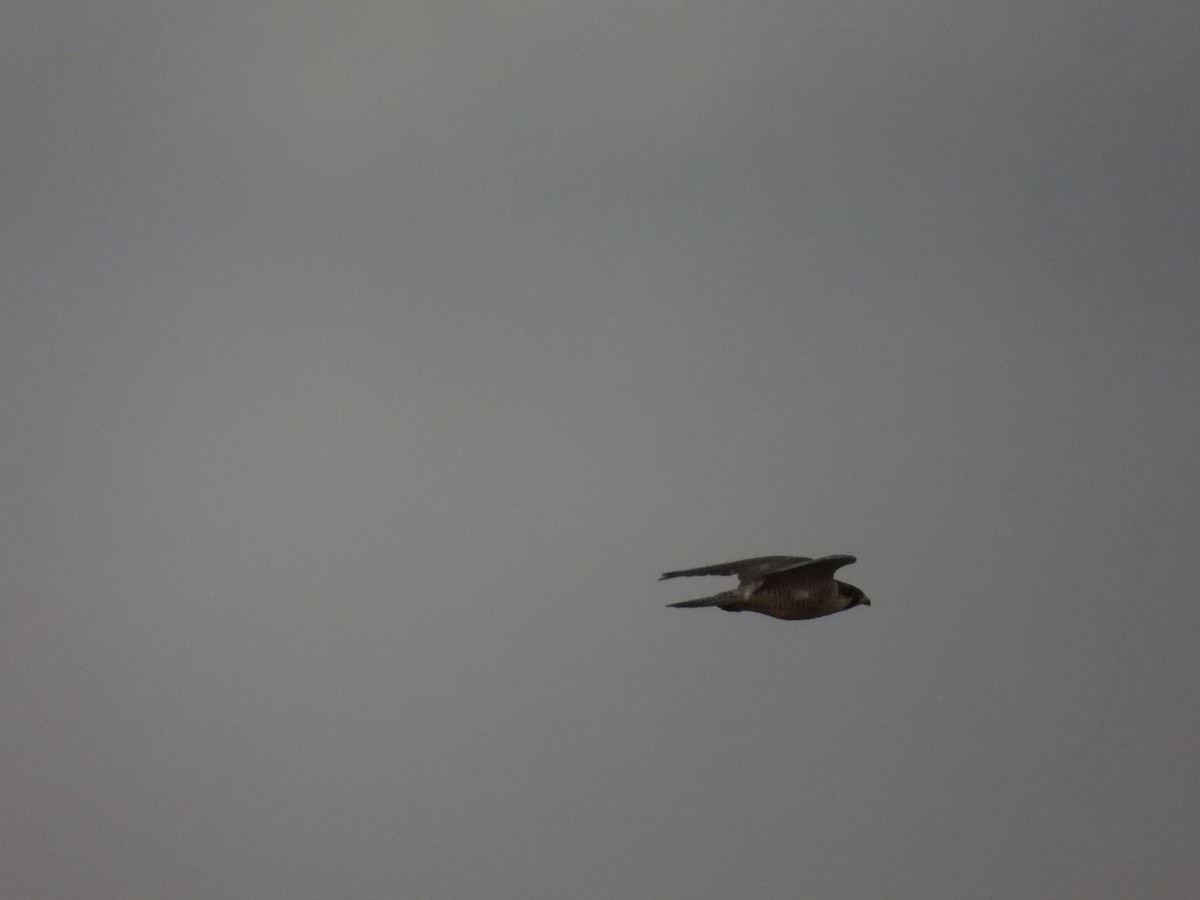 sokol stěhovavý - ML645955097