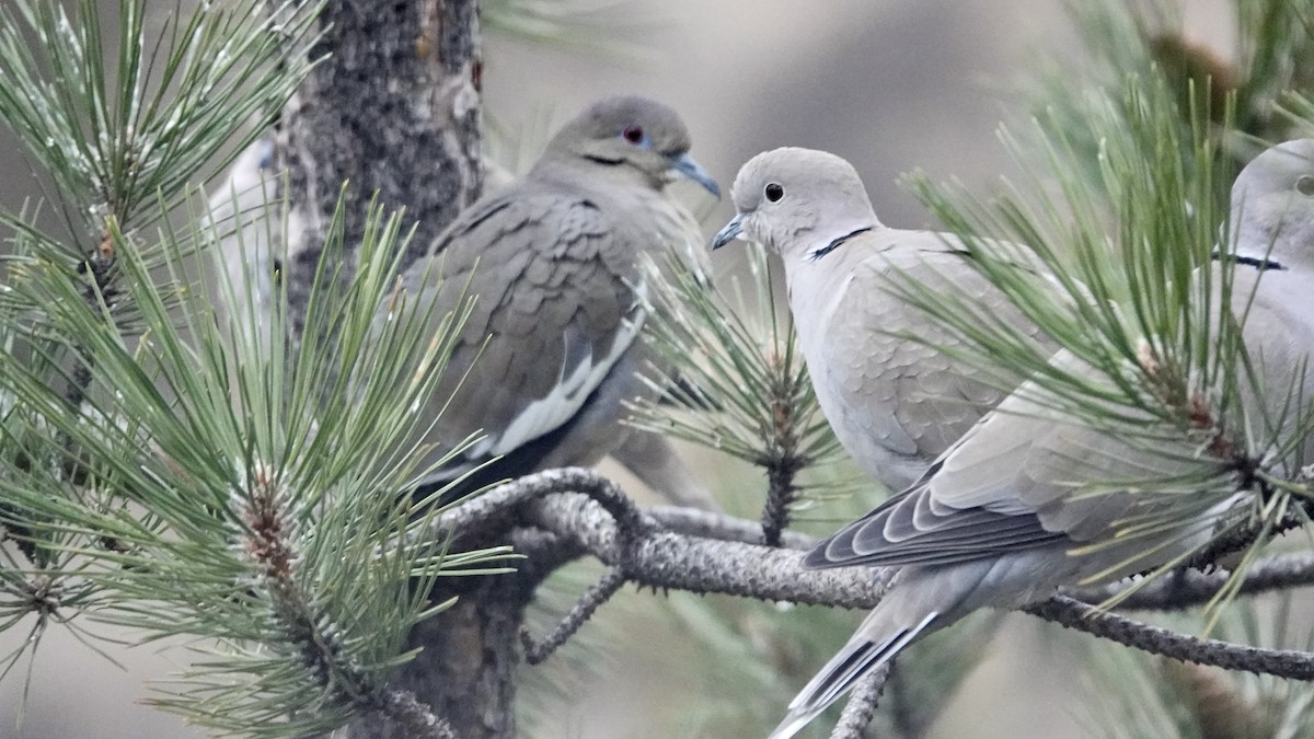 Eurasian Collared-Dove - ML645955105