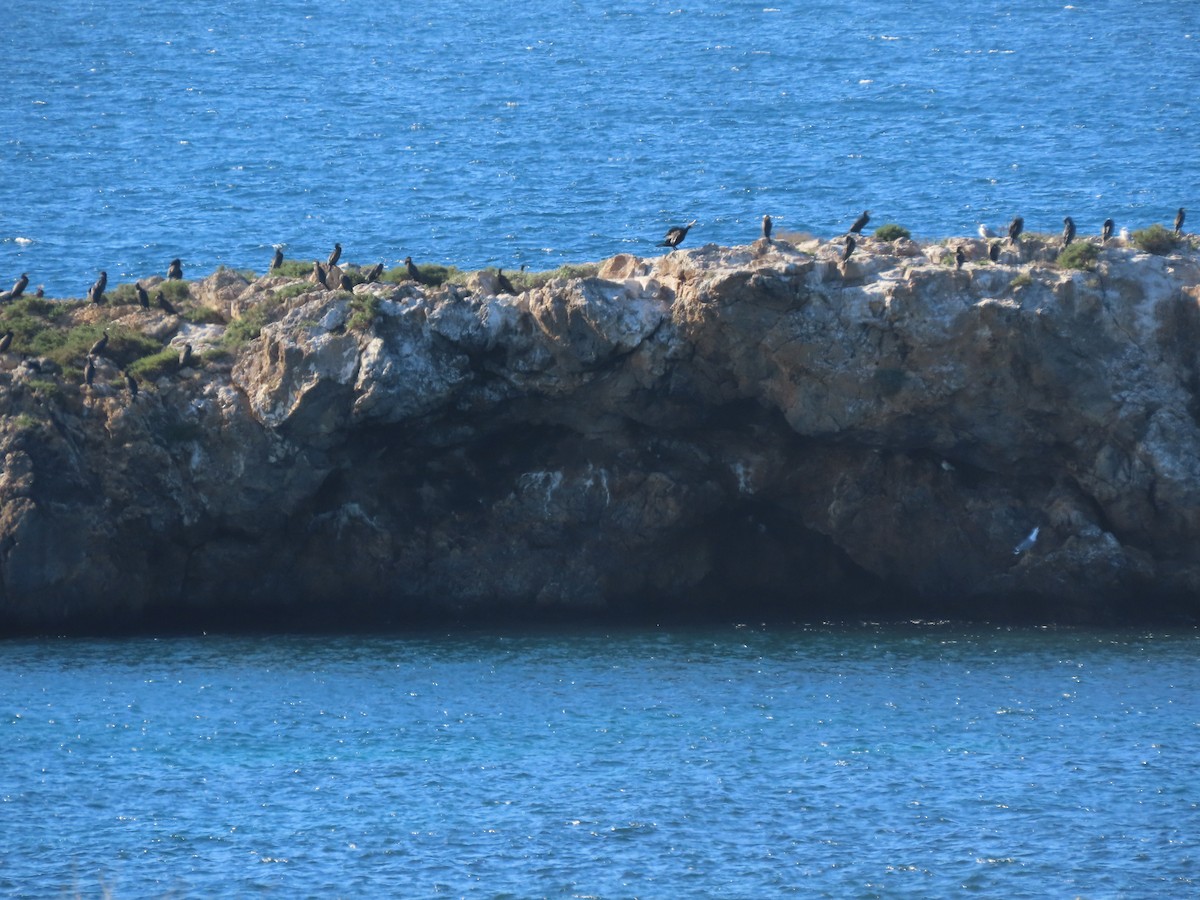 kormorán velký - ML645955110