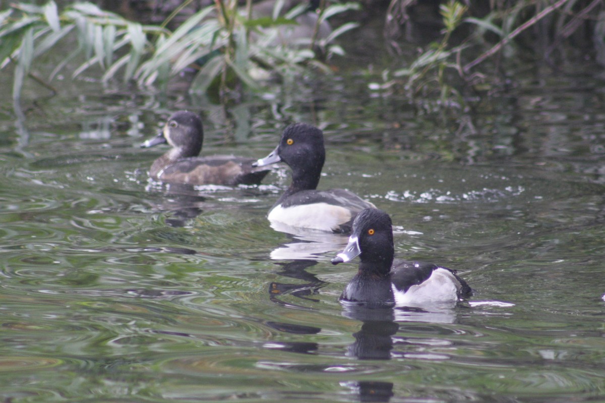 Ring-necked Duck - ML645955116