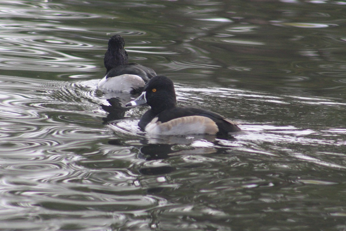 Ring-necked Duck - ML645955117