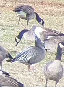 Цасны галуу - ML645955123