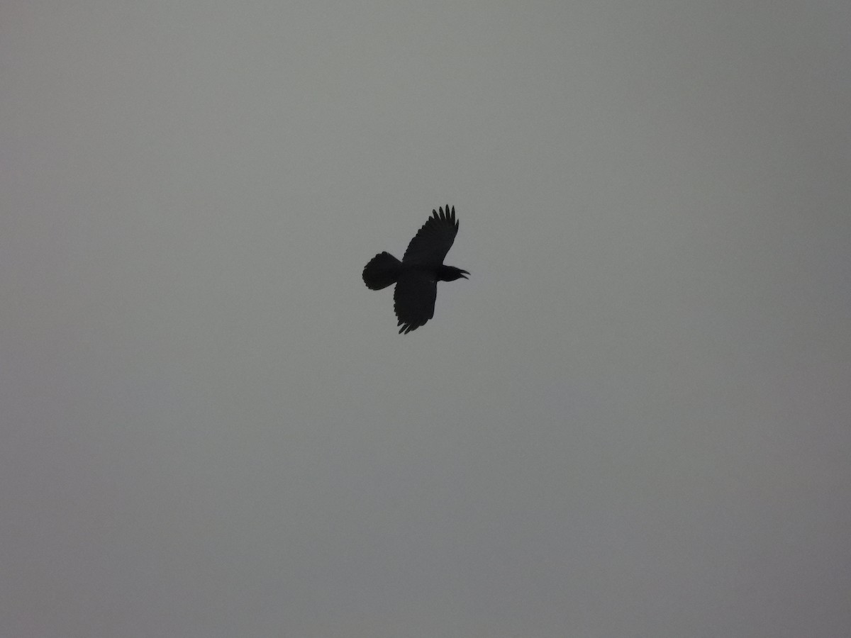 krkavec velký - ML645955126