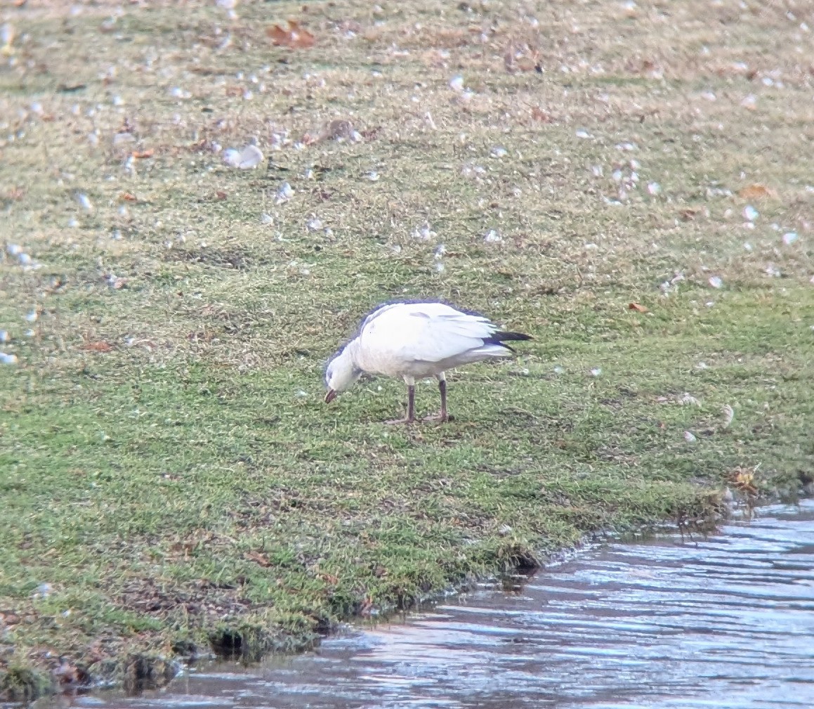 Ross's Goose - ML645955131