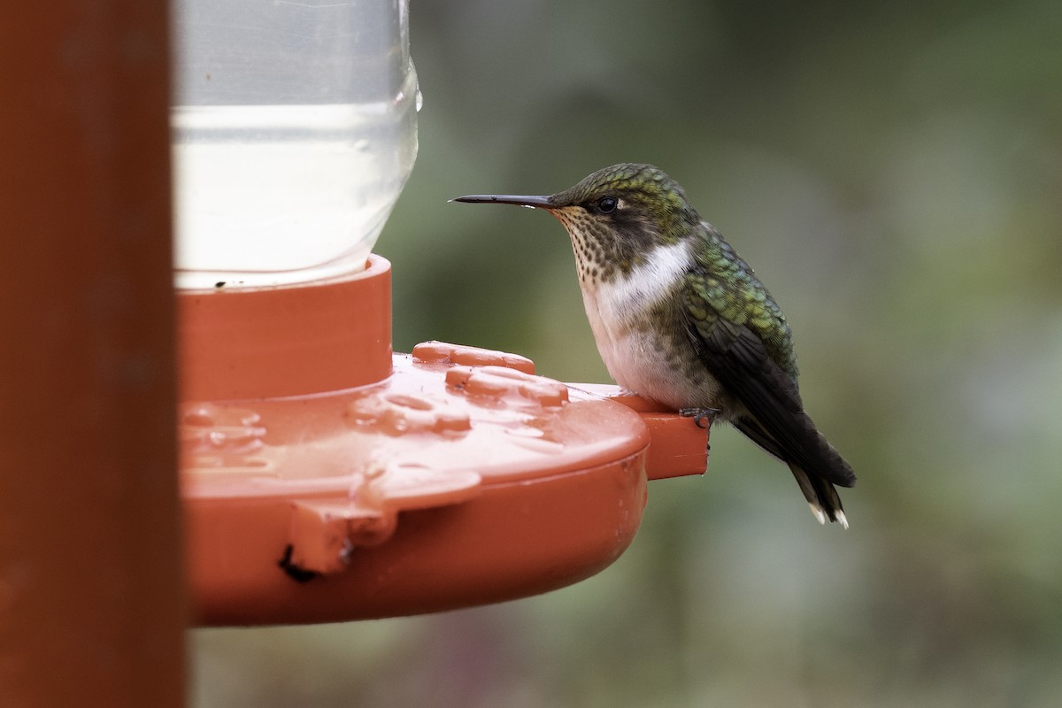 Volcano Hummingbird - ML645955136