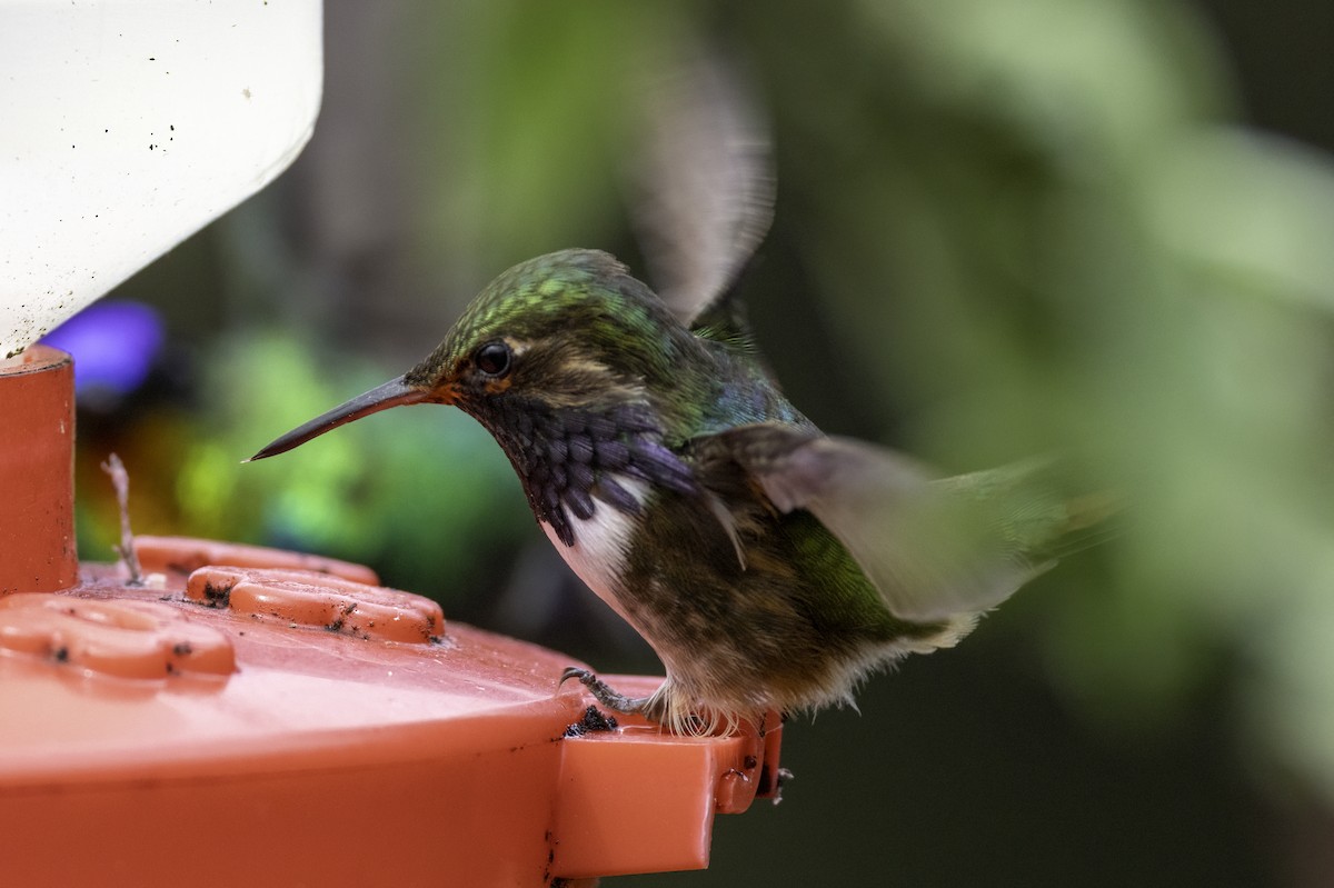 Volcano Hummingbird - ML645955137