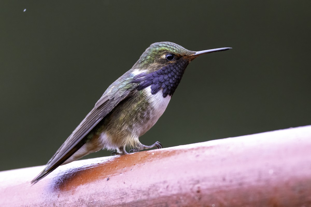 Volcano Hummingbird - ML645955138