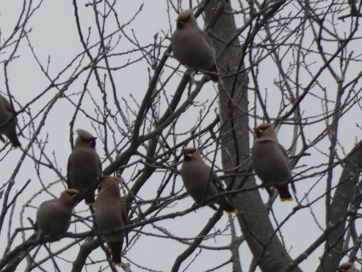 Bohemian Waxwing - ML645955140