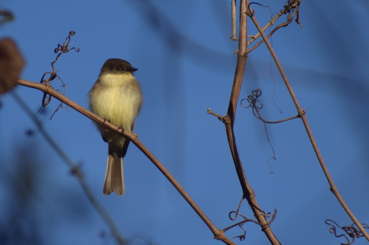 Eastern Phoebe - ML645955150