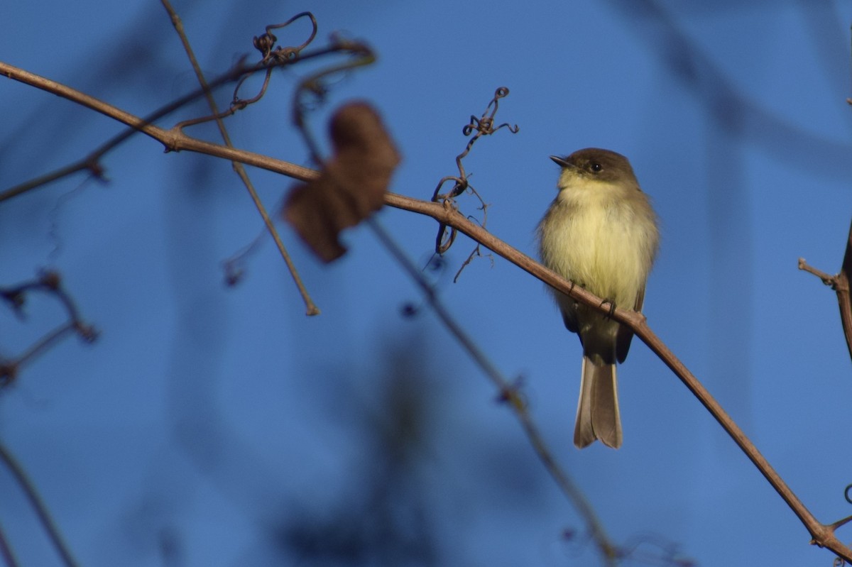 Eastern Phoebe - ML645955151