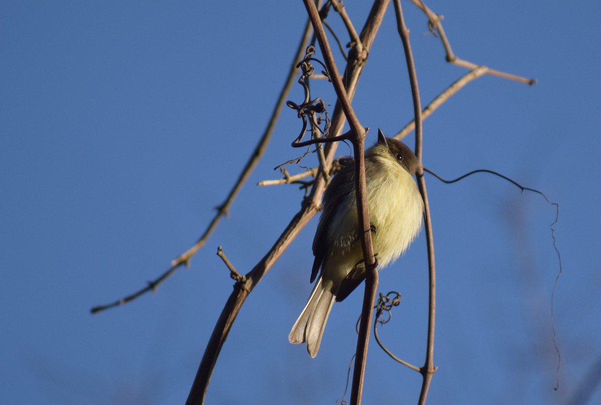 Eastern Phoebe - ML645955152