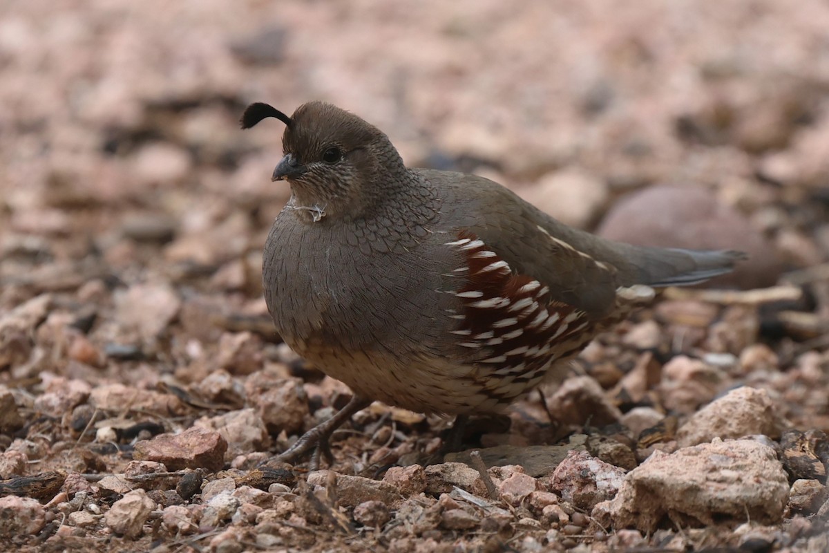Gambel's Quail - ML645955157