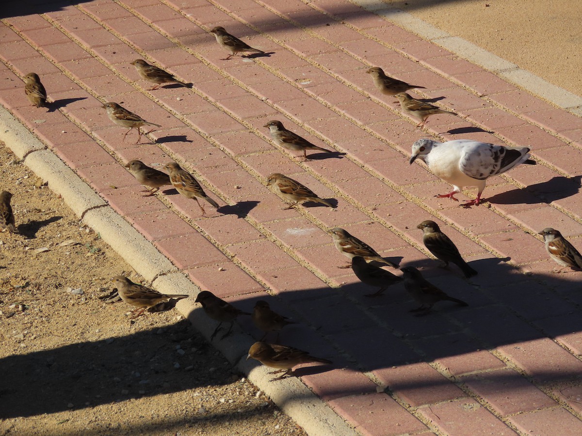 Горобець хатній - ML645955160