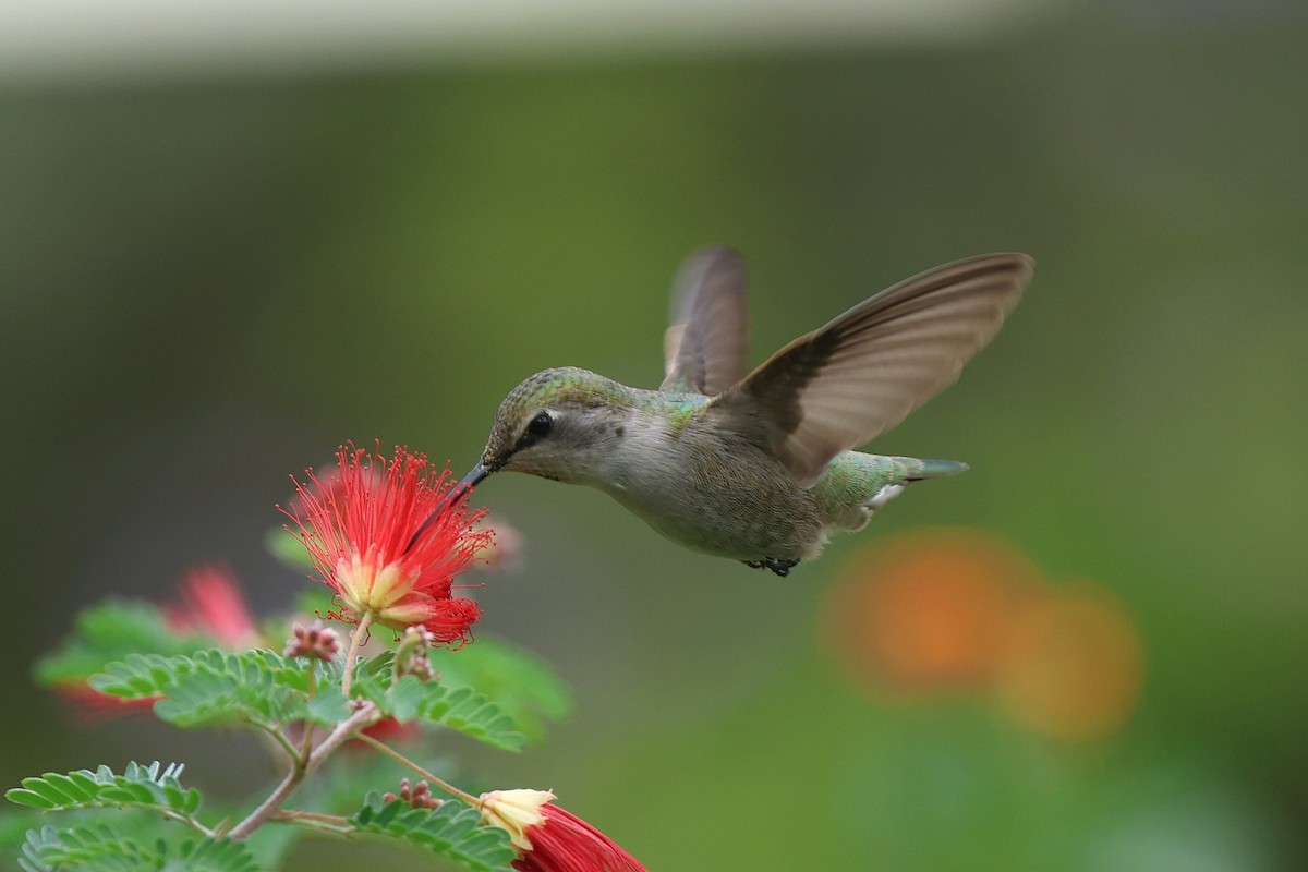 Costa's Hummingbird - ML645955167