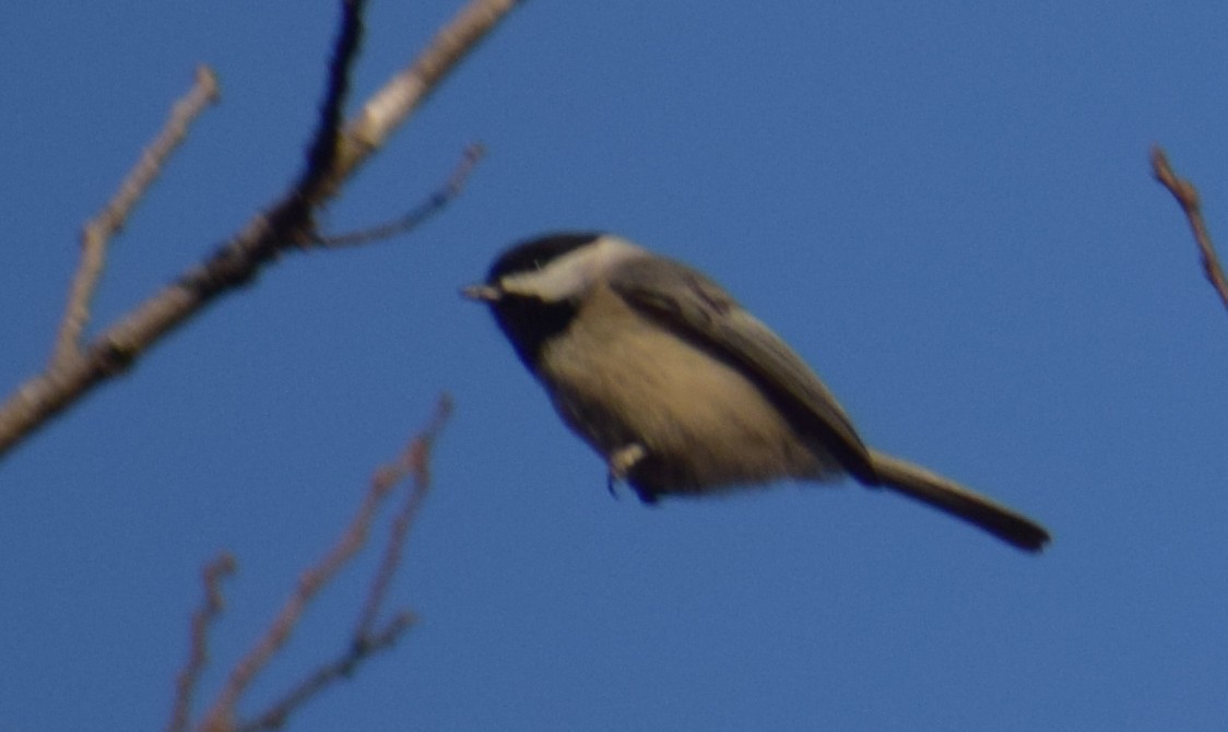 Carolina Chickadee - ML645955169