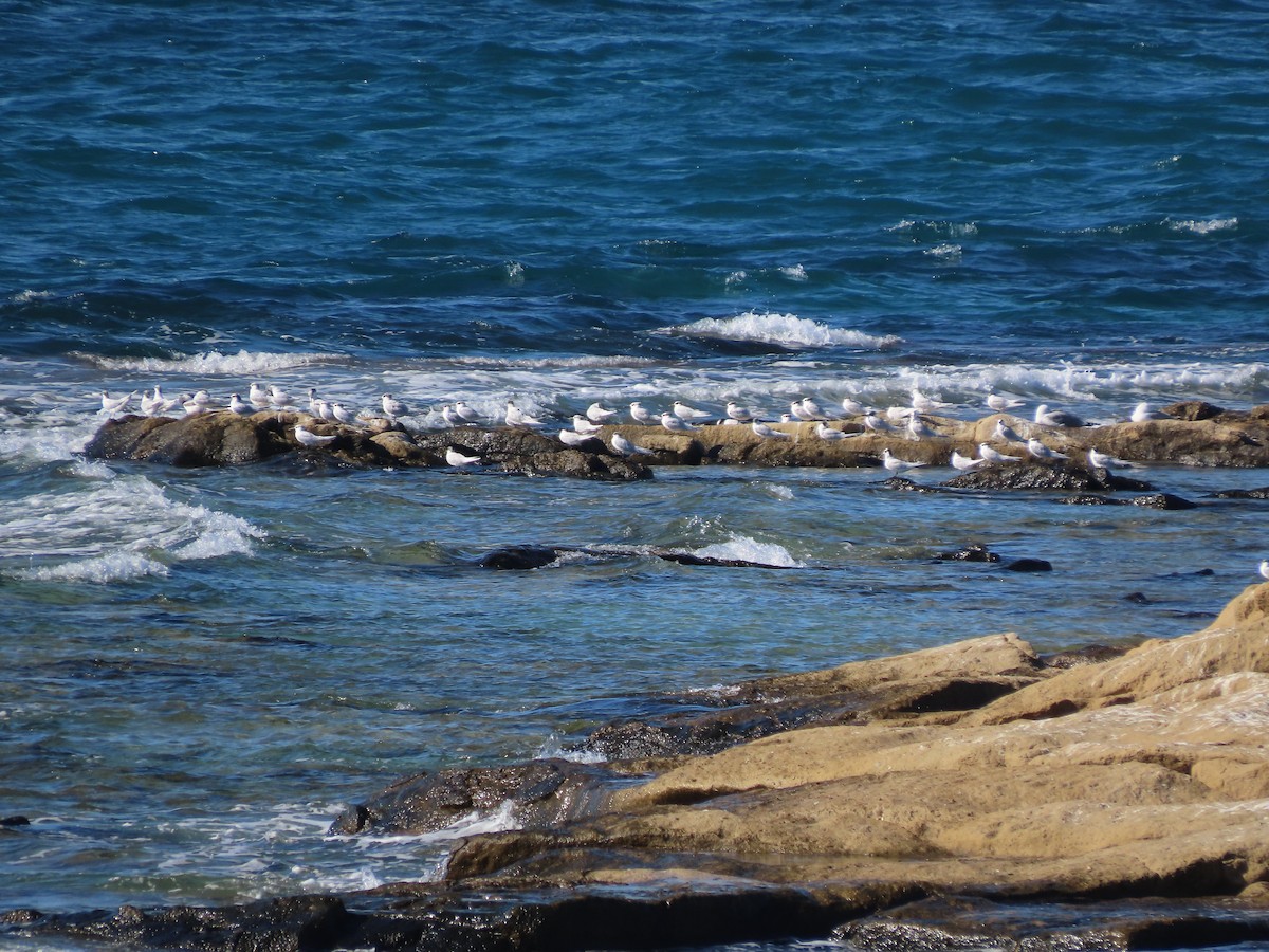 Крячок рябодзьобий - ML645955173