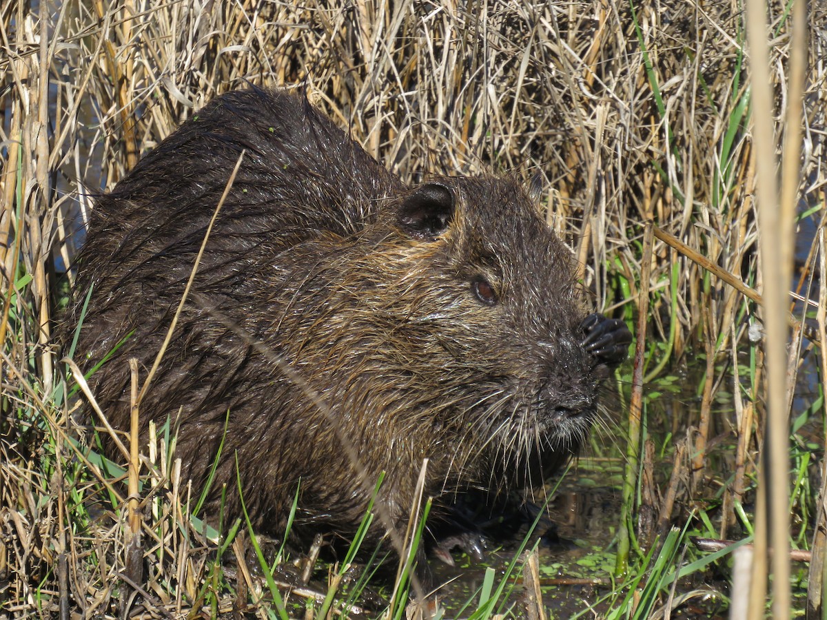 Coypu - ML645955176