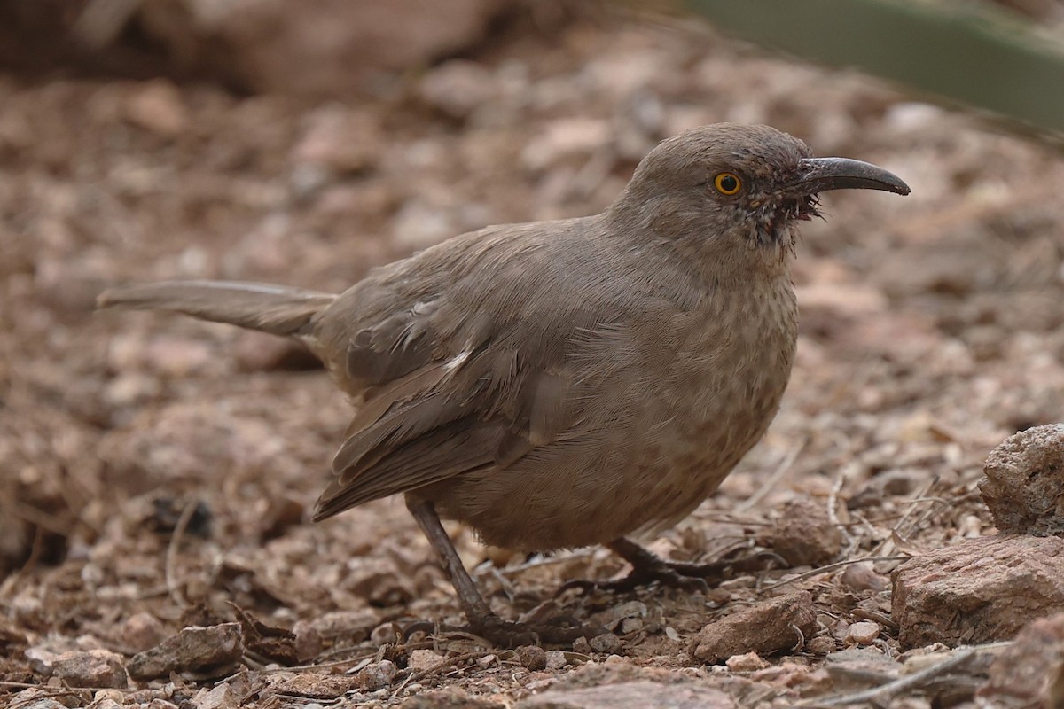 Curve-billed Thrasher - ML645955177