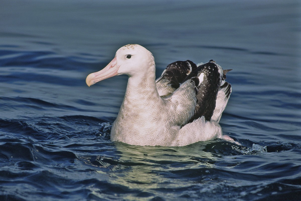 Snowy Albatross - ML645955186