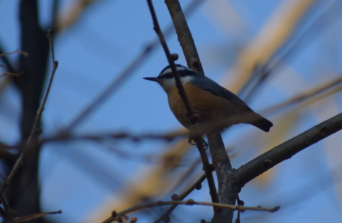 Red-breasted Nuthatch - ML645955189