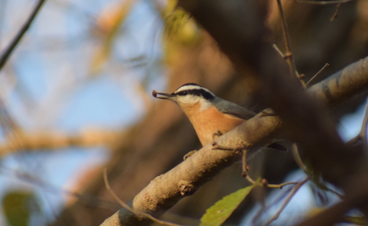 Red-breasted Nuthatch - ML645955190
