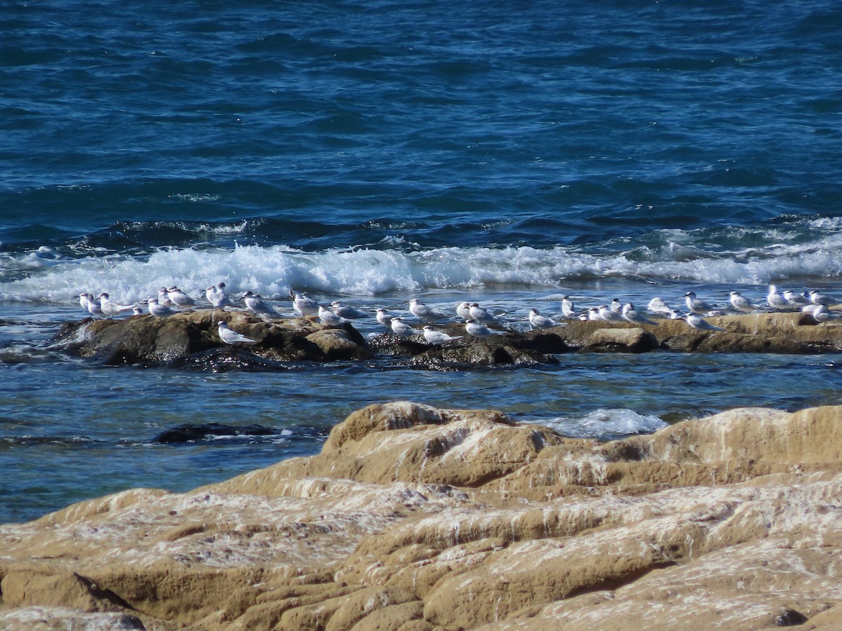 Крячок рябодзьобий - ML645955193