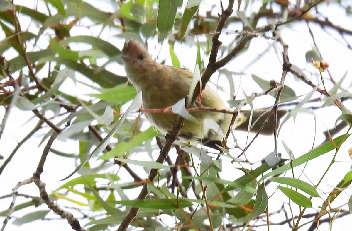 Желтобрюхая эления - ML645955194