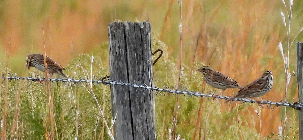 Пасовник савановий - ML645955195