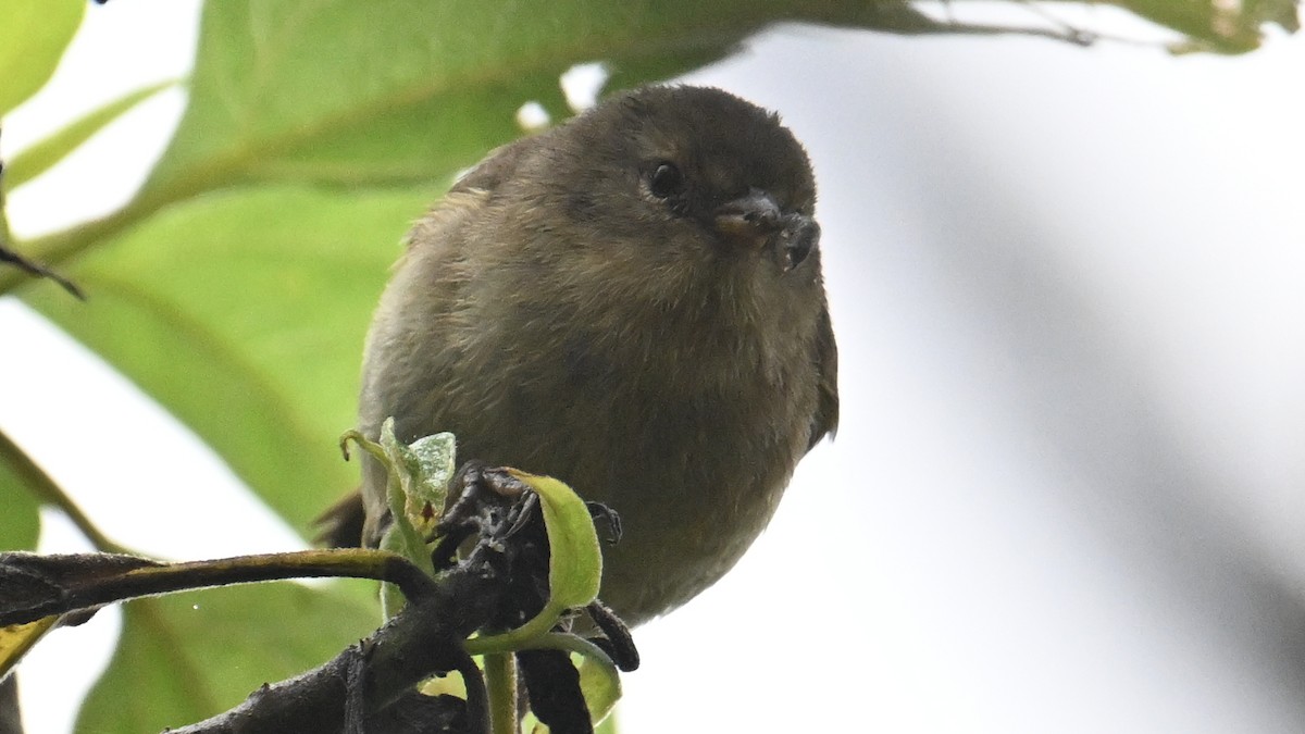 Комашниця вохриста - ML645955196