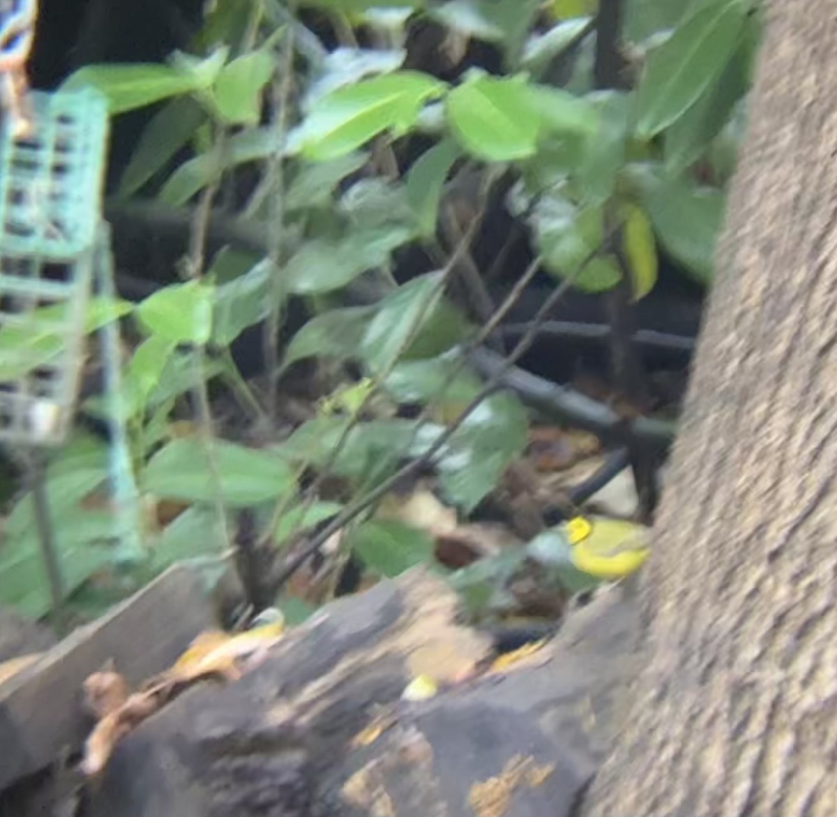 Болотянка чорногорла - ML645955198