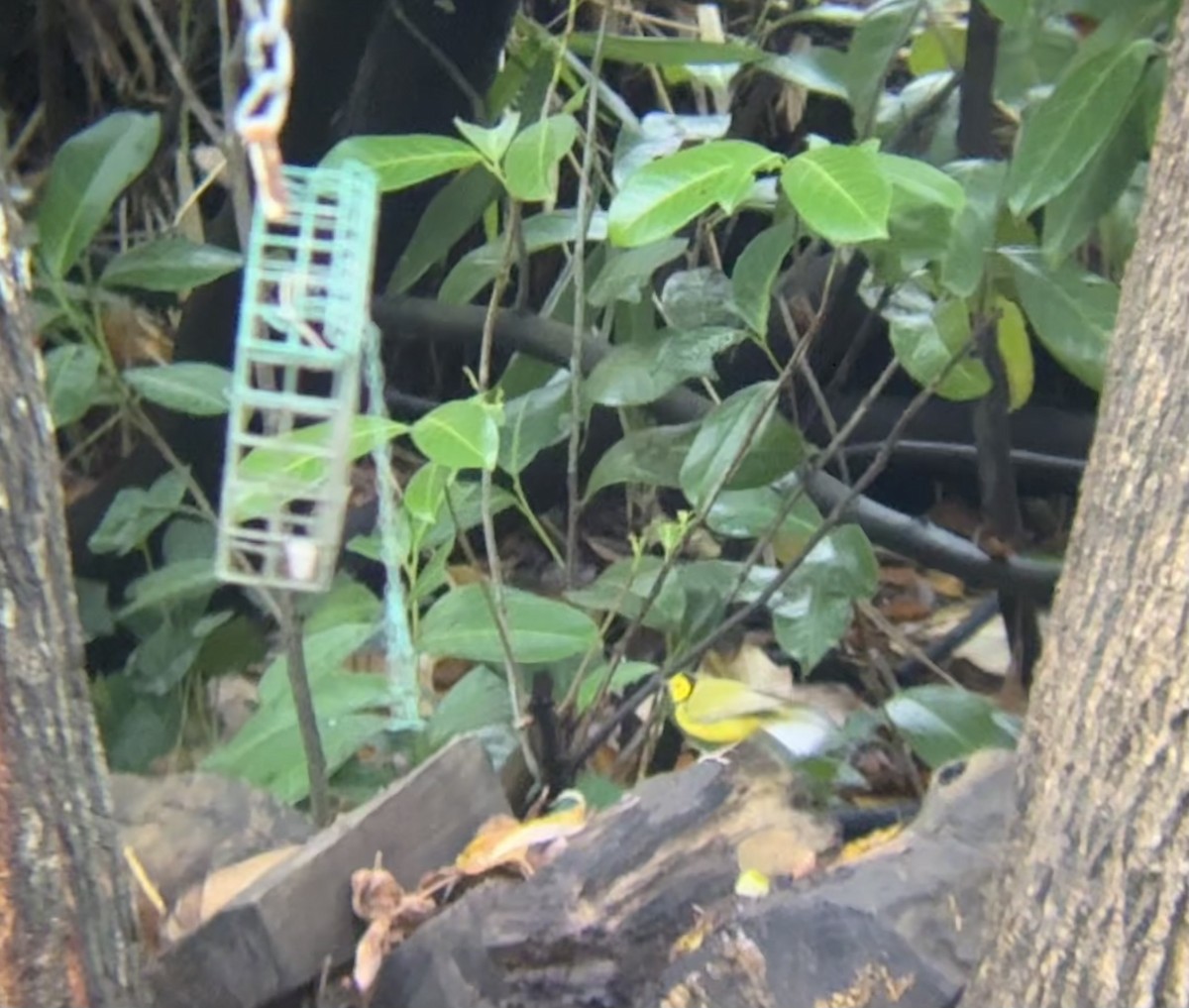 Болотянка чорногорла - ML645955199