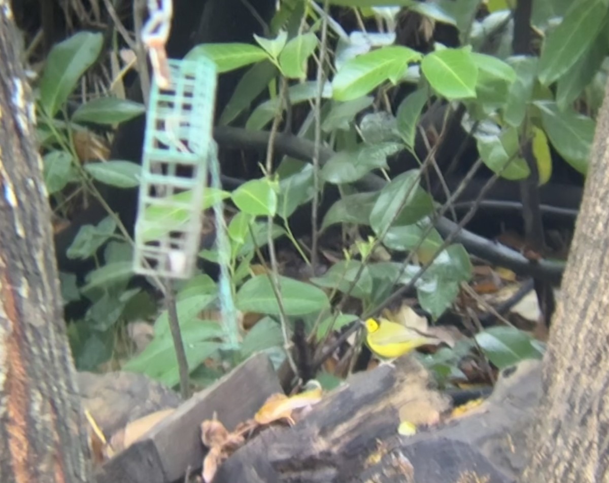 Болотянка чорногорла - ML645955200