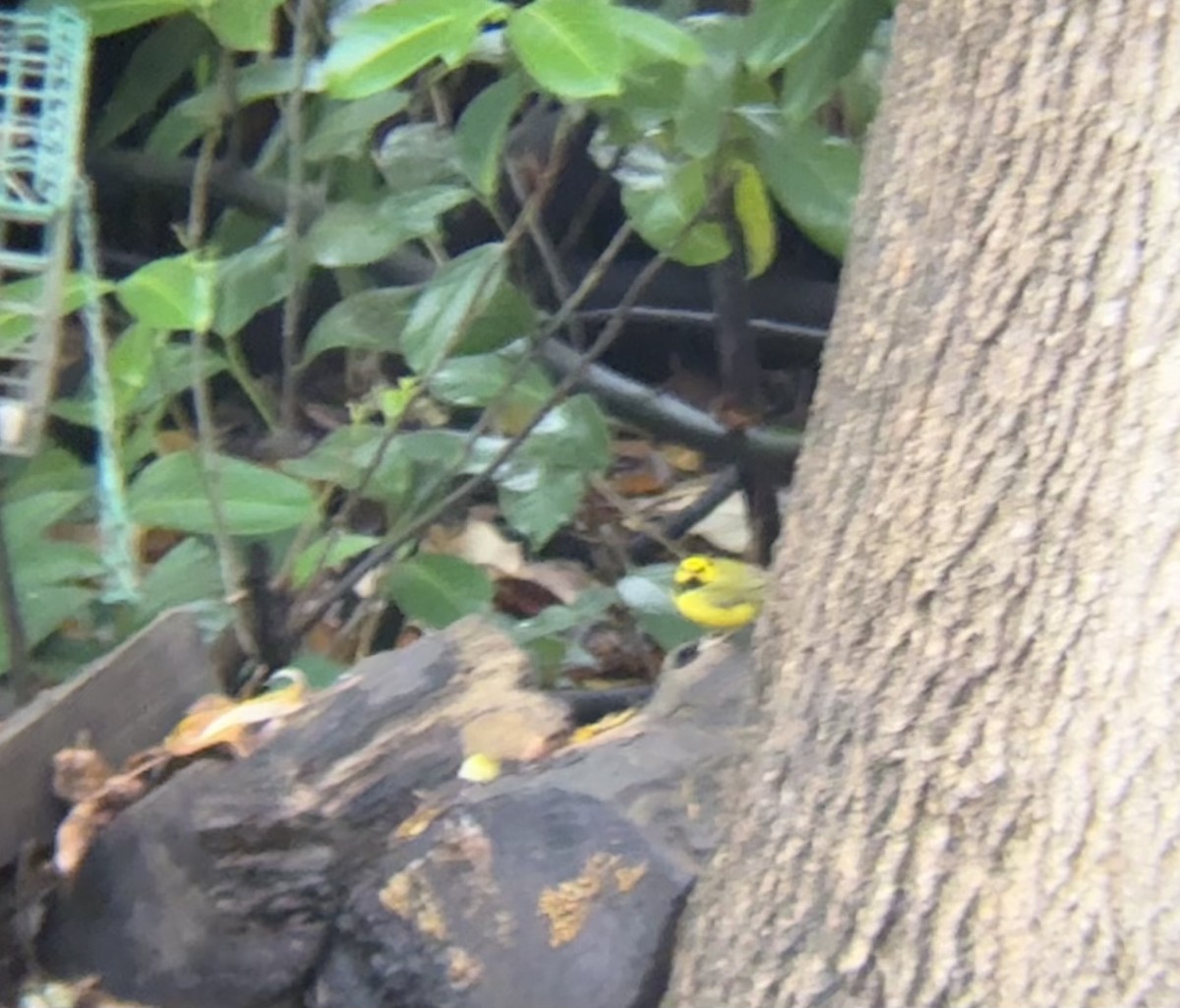 Болотянка чорногорла - ML645955201