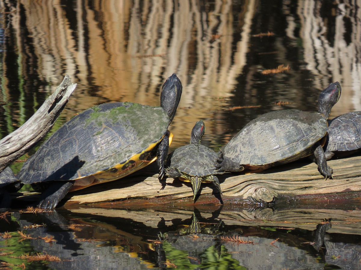 Pond Slider - ML645955202