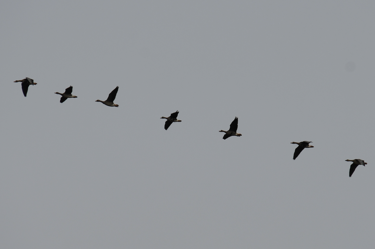 Гуска білолоба - ML645955203