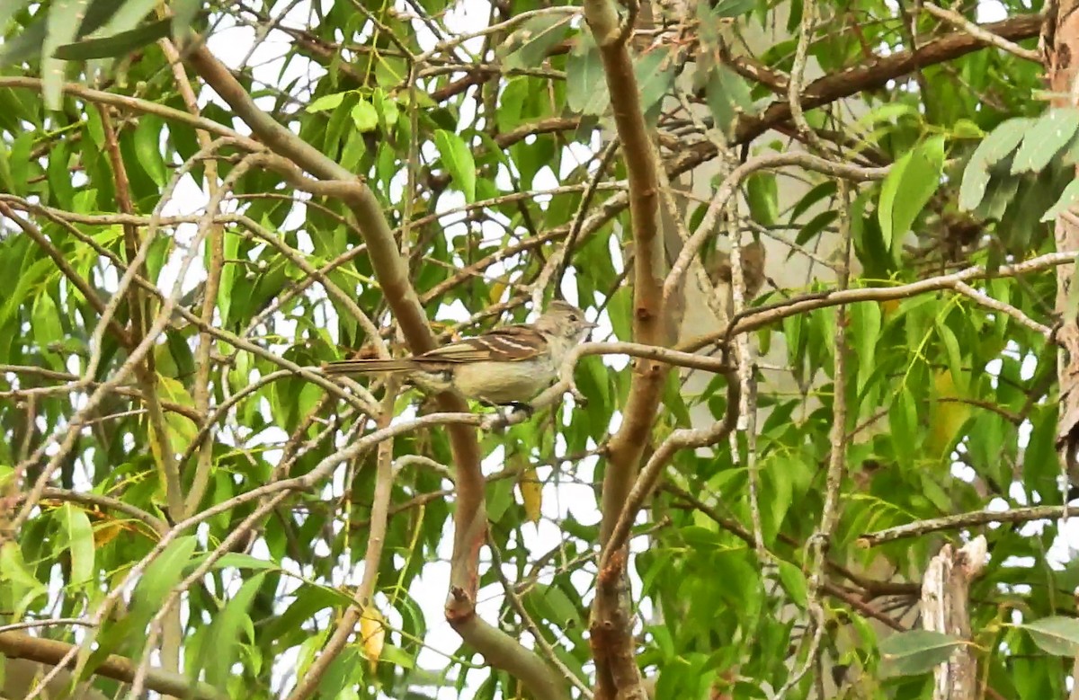 Желтобрюхая эления - ML645955204