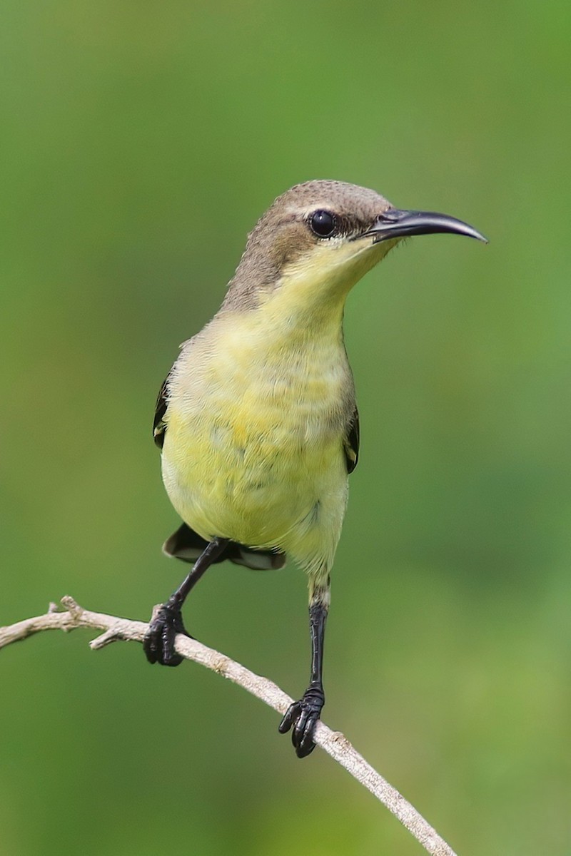 Маріка пурпурова - ML645955205