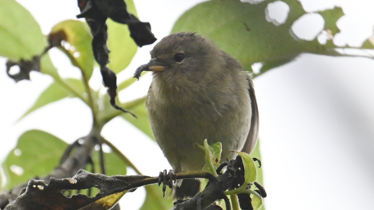 Комашниця вохриста - ML645955206