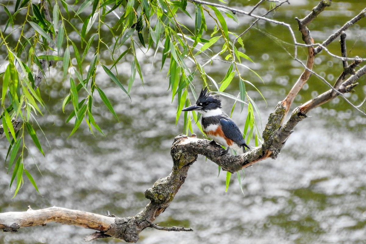 Belted Kingfisher - Pat Hare