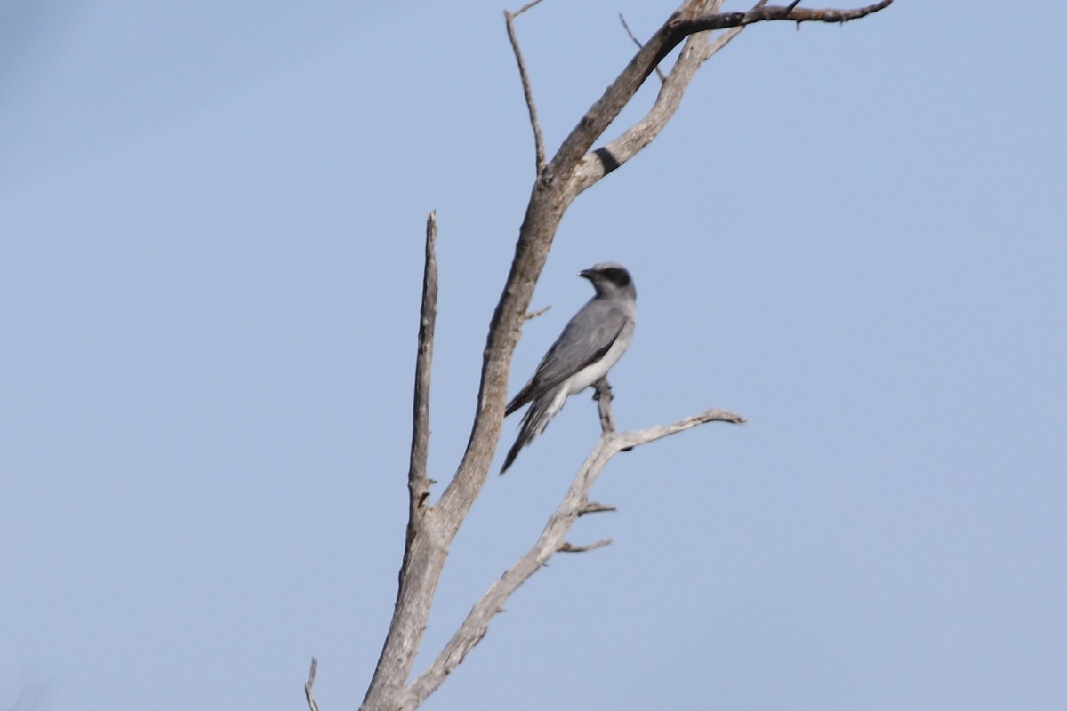 Шикачик чорнолобий - ML645955211