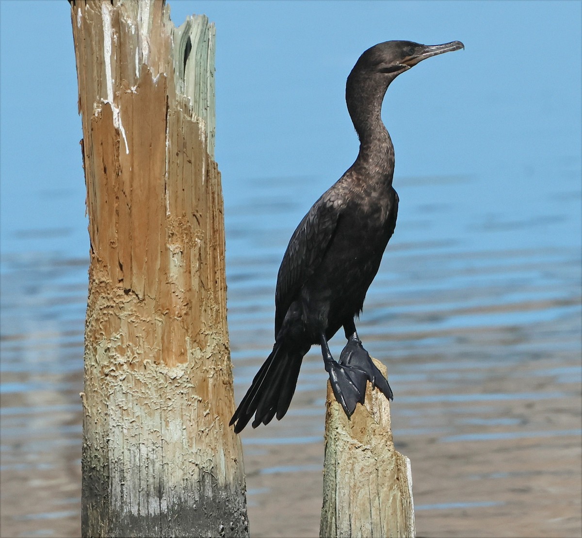 Баклан бразильський - ML645955215