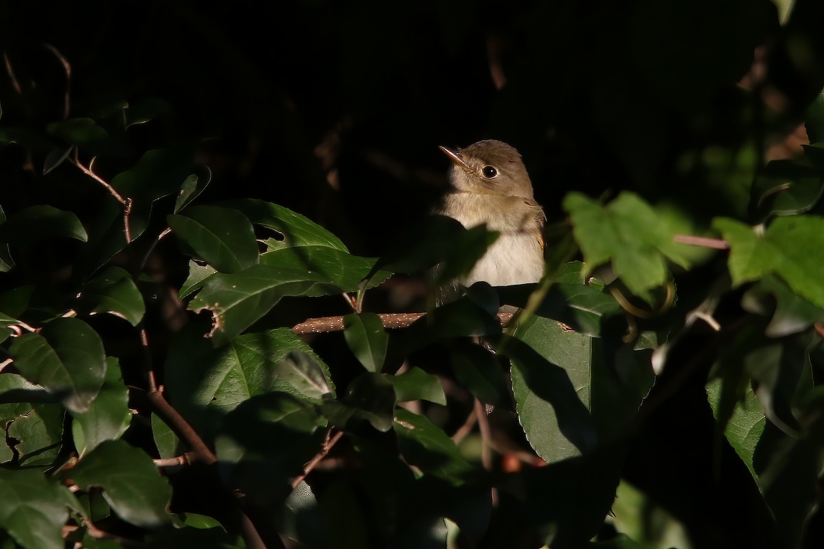 Піві-малюк вільховий/вербовий - ML645955216